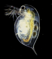 Thumbnail for version as of 17:38, 7 October 2012