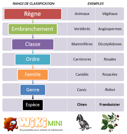 Schéma de la classification scientifique des espèces d'êtres vivants