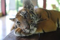 Thumbnail for version as of 13:20, 3 June 2012