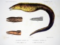 Thumbnail for version as of 22:32, 3 May 2010