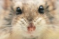 Thumbnail for version as of 21:44, 10 July 2010