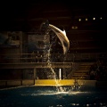 Thumbnail for version as of 14:30, 11 November 2011