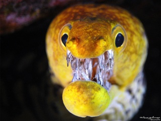 File:Poisson bizzaroide-2986.jpg
