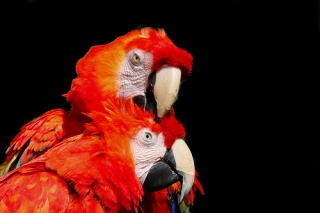 File:Parrots-8453.jpg