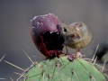 Thumbnail for version as of 21:43, 3 May 2010