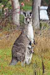 File:Kangourou géant-Femelle-Marsupial-Petit-Bébé.jpg