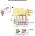 Thumbnail for version as of 07:23, 14 May 2014