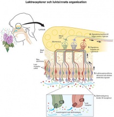File:400px-Lukt high sve.jpg