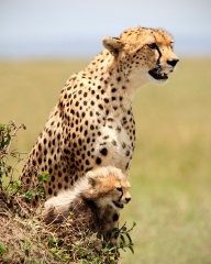 File:Cheetah (Acinonyx jubatus).jpg