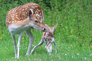 File:Daim-Daine-Mère-Petit-Instinct maternel-357.jpg
