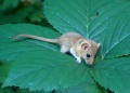 Thumbnail for version as of 15:08, 7 May 2009