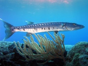 Barracuda.jpg