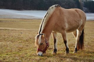 File:Horse-1946869 640.jpg
