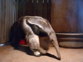 Thumbnail for version as of 15:06, 21 December 2010