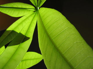 File:Feuilles-végétal-vegetal-photosynthèse-7563.jpg