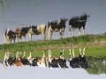 Thumbnail for version as of 18:20, 8 January 2010