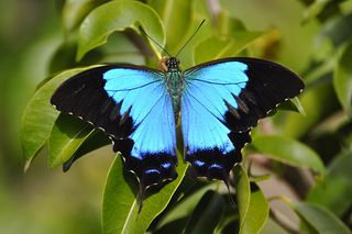 File:Papillon bleu calédonien - Papilio montrouzieri.JPG