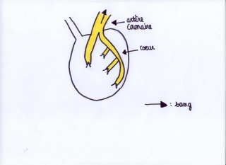 File:Schéma artère coronaire.JPG