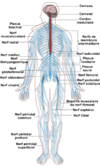 File:Système nerveux-systeme-nerveux-nerfs.png