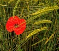 Thumbnail for version as of 19:41, 31 March 2013