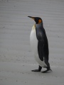 Thumbnail for version as of 13:23, 15 March 2010