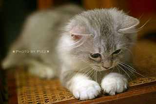 File:Chat-3551.jpg