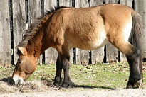 Cheval de Przewalski.jpg
