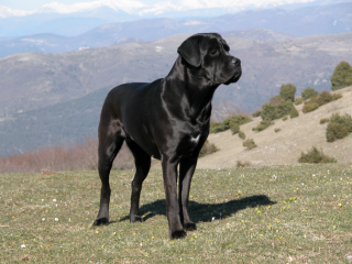 File:Cane Corso.png