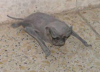 File:Cestoni.jpg