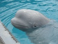Thumbnail for version as of 08:29, 13 May 2010