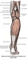 File:Muscle jambe.png