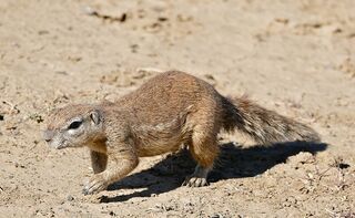 File:South African Ground Squirrel (Xerus inauris) (31729369934).jpg