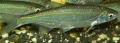 Thumbnail for version as of 14:30, 12 July 2009