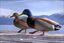 Couple de canards-2260.jpg