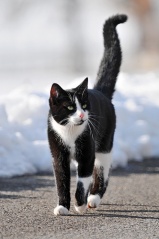 File:Mon chat bouboule-8361.jpg