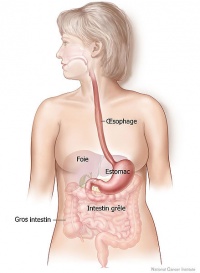 Voici un schéma de l'appareil digestif humain, avec ses organes
