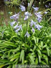 File:Agapanthe.jpg