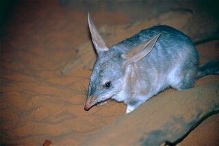 File:Bilby2.jpg