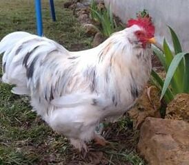 File:Coq nain.jpeg