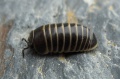 Thumbnail for version as of 15:24, 7 May 2009