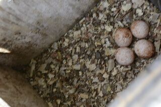File:Huevos Falco Sparverius.jpg