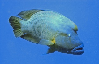 File:Ral-6990.jpg