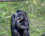 Bonobo (Pan paniscus).jpg