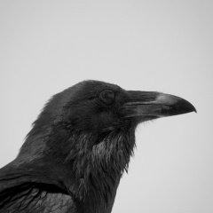 File:Corbeau-4950.jpg