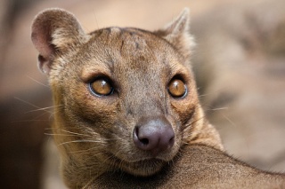 File:Fossa -1136.jpg