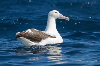 File:Southern royal albatross - Albatros royal (Diomedea epomophora).jpg
