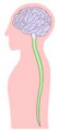 Thumbnail for version as of 11:00, 15 May 2014