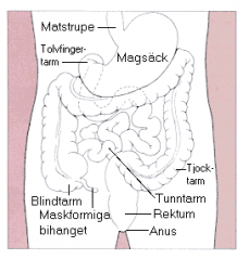 File:Tarmsystem diagram.png