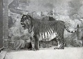 Thumbnail for version as of 17:13, 14 June 2015