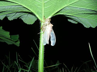 File:-1521.jpg